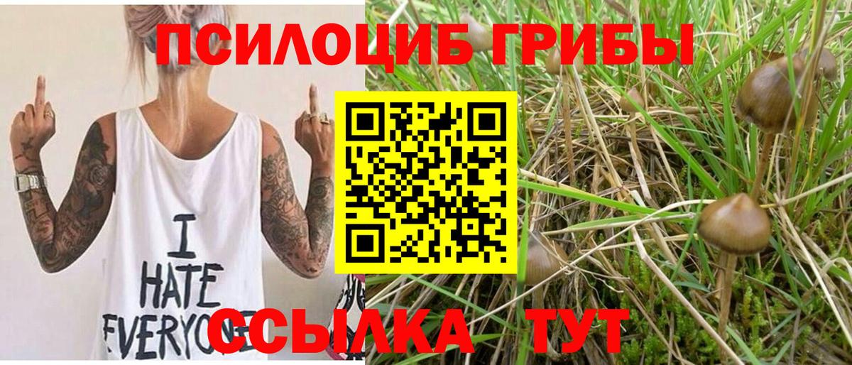 Гай  Псилоцибиновые грибы Psilocybe  Вход с VPN 